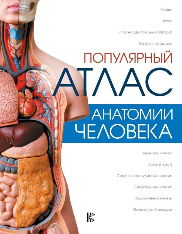 Книга Палычева Л.Н., Лазарев Н.В.: Популярный атлас анатомии человека