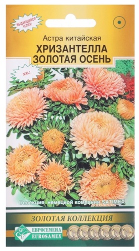 Евросемена астра Хризантелла Золотая Осень
