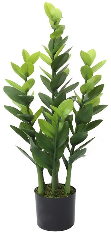 Цветок замиокулькас, декоративный цветок 70 см, ZZ-plant