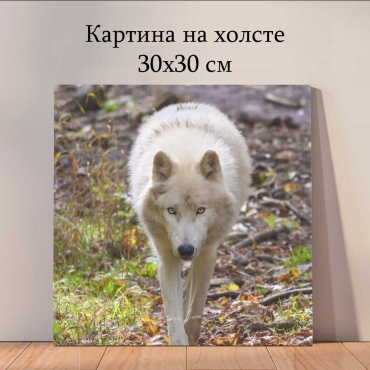 Quantum картина животные_k6e 30x30 см