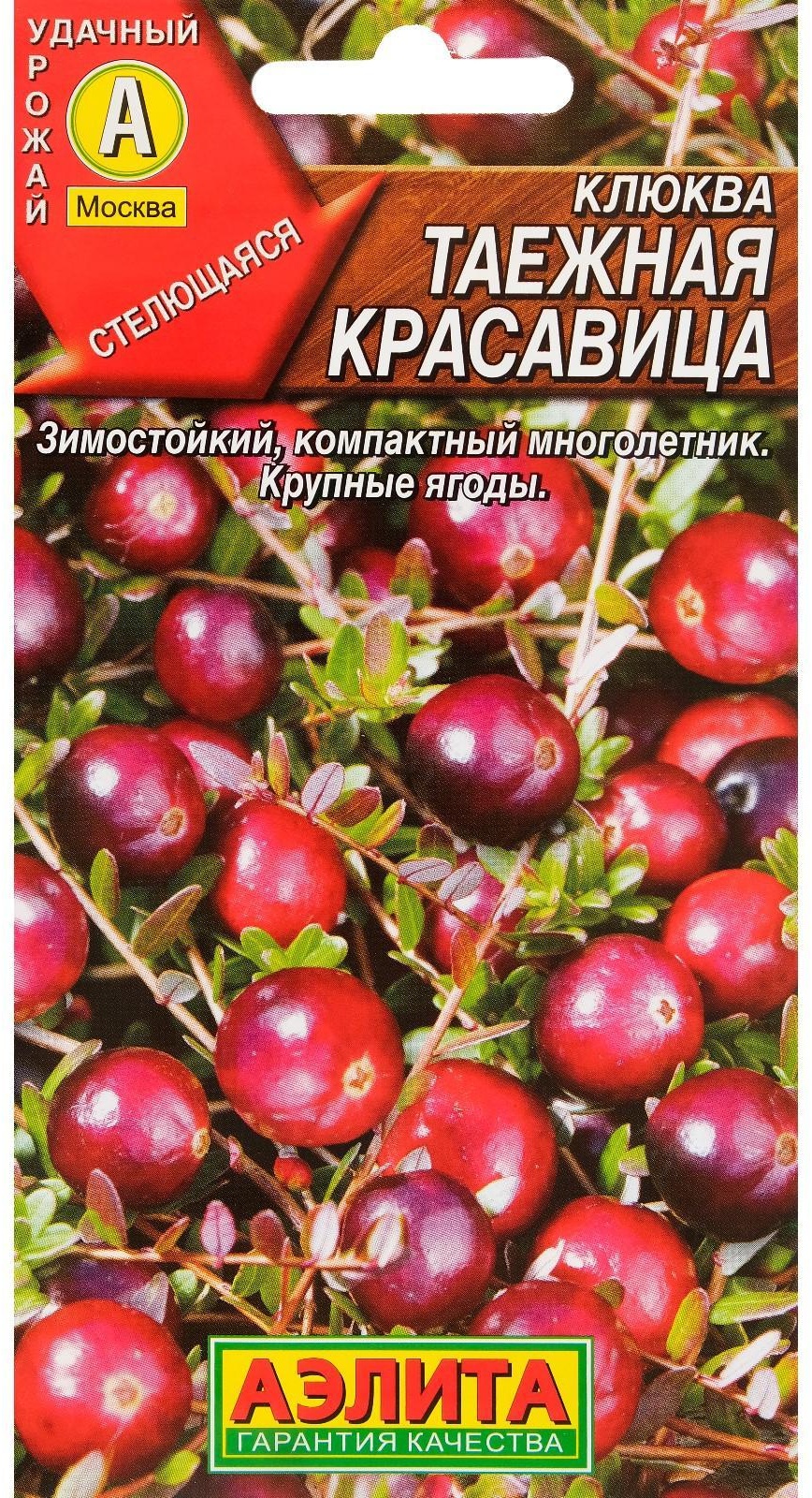 Аэлита клюква Таёжная красавица
