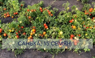 Томат Санька
