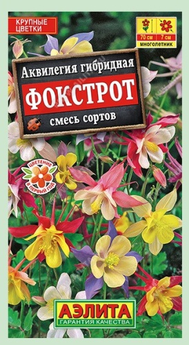 Аэлита аквилегия гибридная
