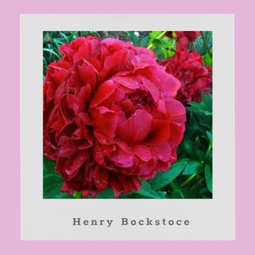 Пион Henry Bockstoge