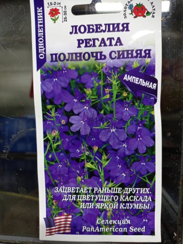Золотая сотка Алтая лобелия Регата Полночь синяя