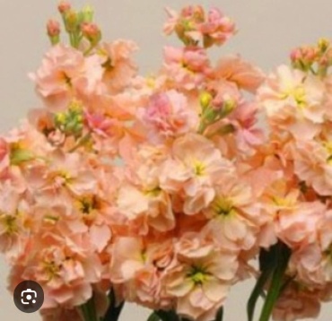 PanAmerican Seed матиола Катц Априкот (Katz Apricot)