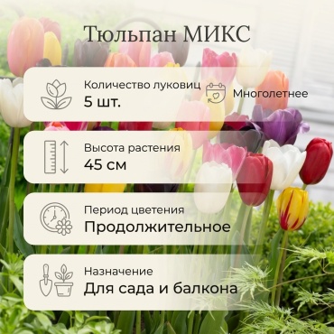 Тюльпан МИКС