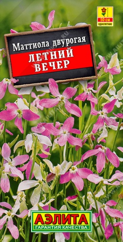 Аэлита матиола летний вечер