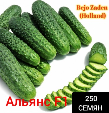 Голландские семена огурец АЛЬЯНС F1/ALLIANZ F1