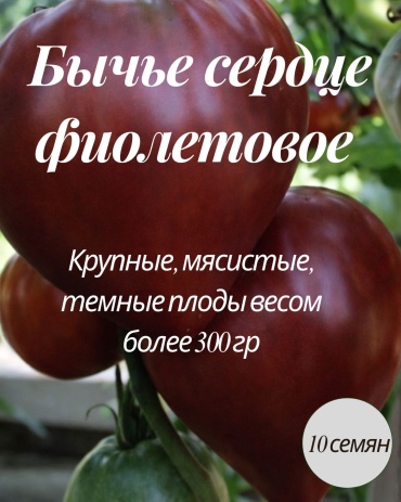Mevsim томат Бычье сердце фиолетовое