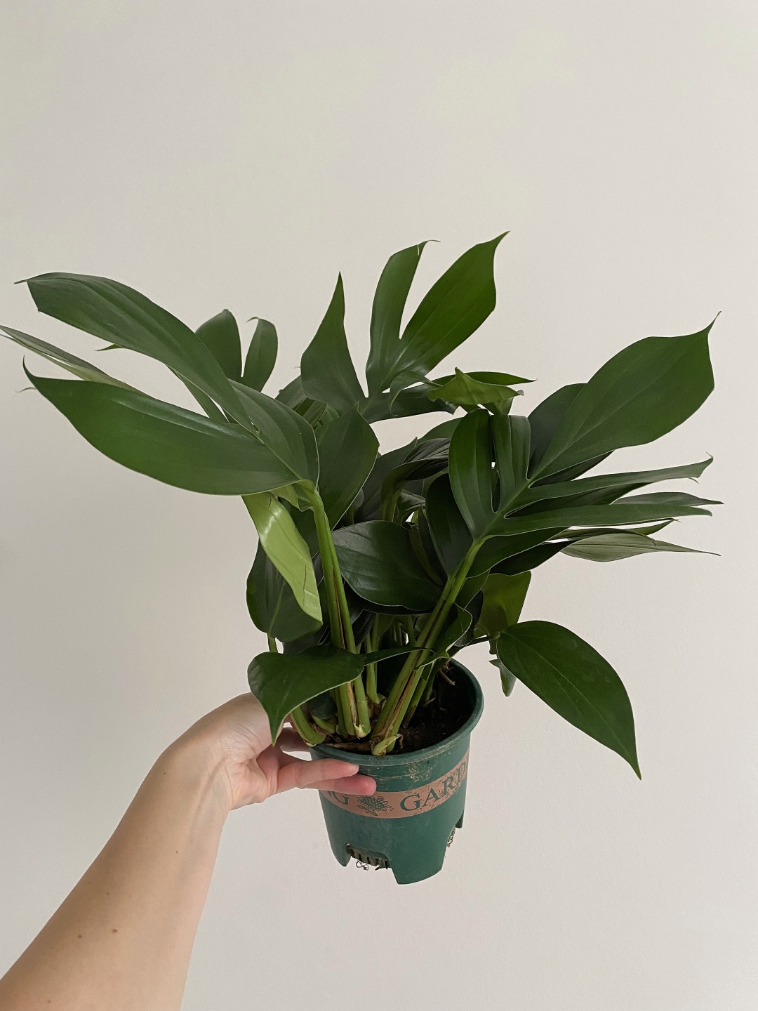 Растение напольное, настенное, настольное, подвесное: филодендрон Botanical Vibe 205101112 многолетнее 30 см