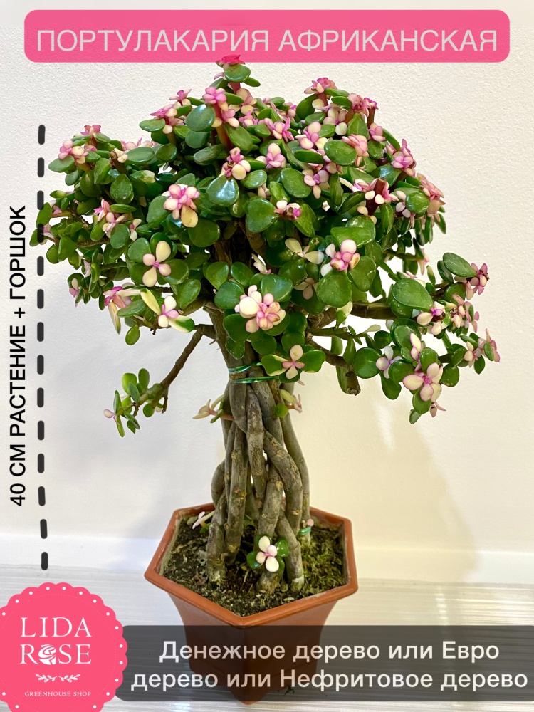 Ұйқыдағы әйелдердің үлкен бөкселері Порно писки жалап фотосуреттер