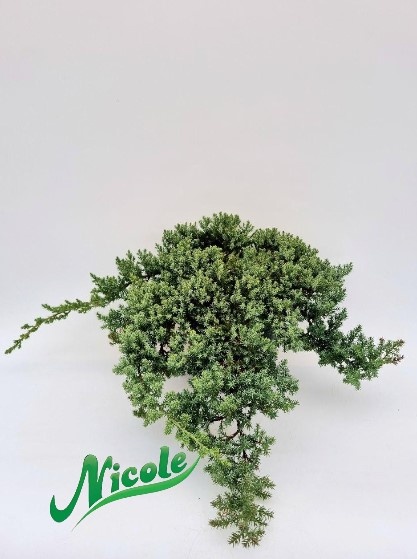 Саженец Nicole можжевельник Nana, зеленый