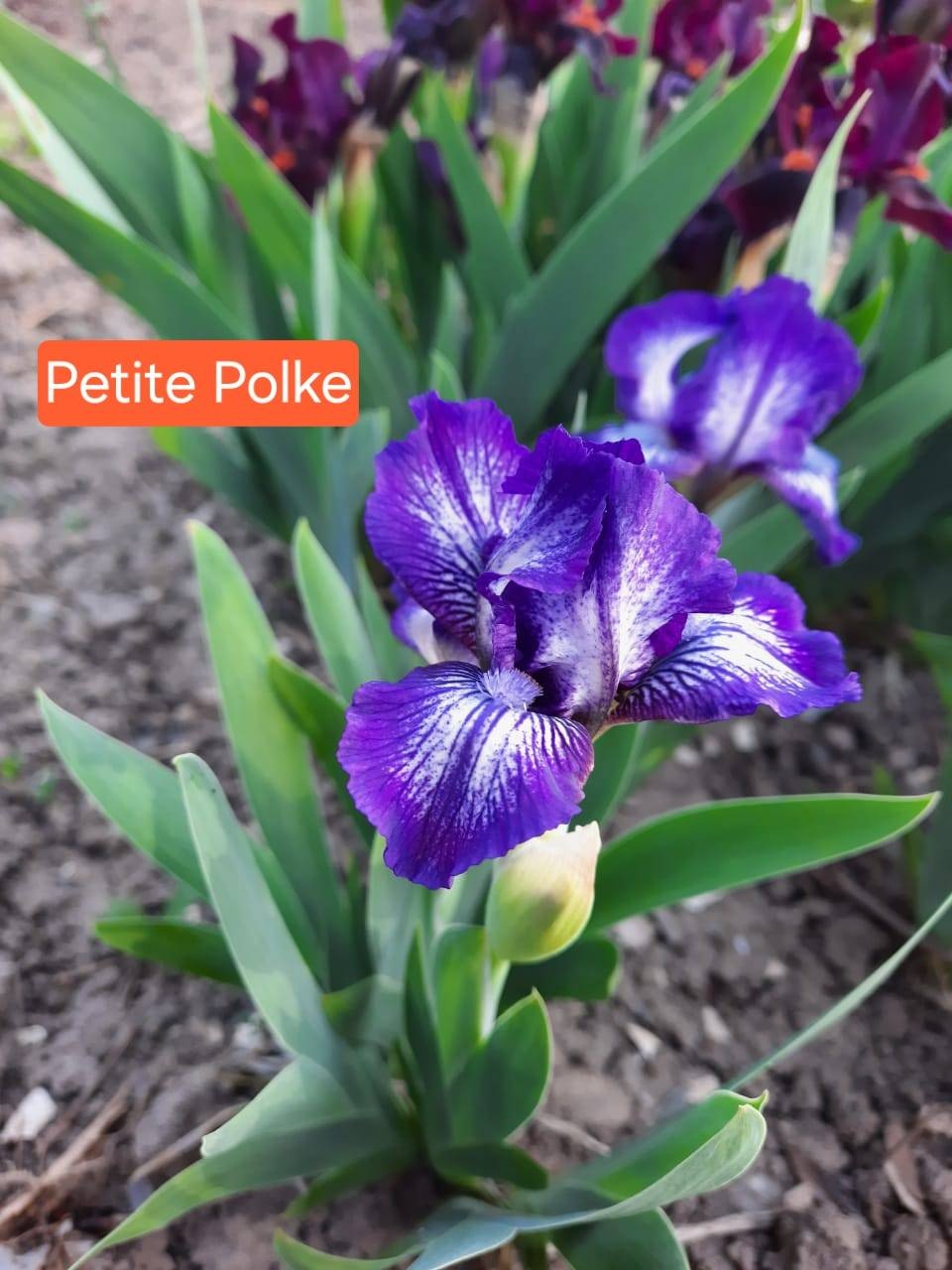 Ирис Petite Polke 1 уп
