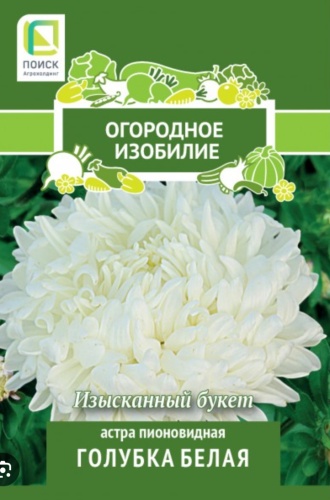 Поиск астра Голубка белая