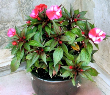 Фото 2