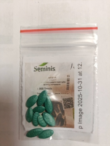 Seminis огурец MASHA f1