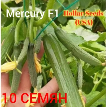 Hollar Seeds огурец Меркурий F1