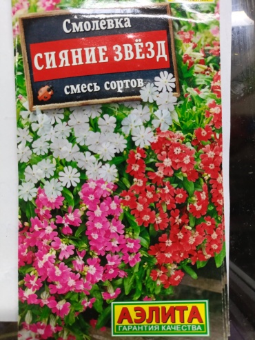 Аэлита смолевка Сияние звезд