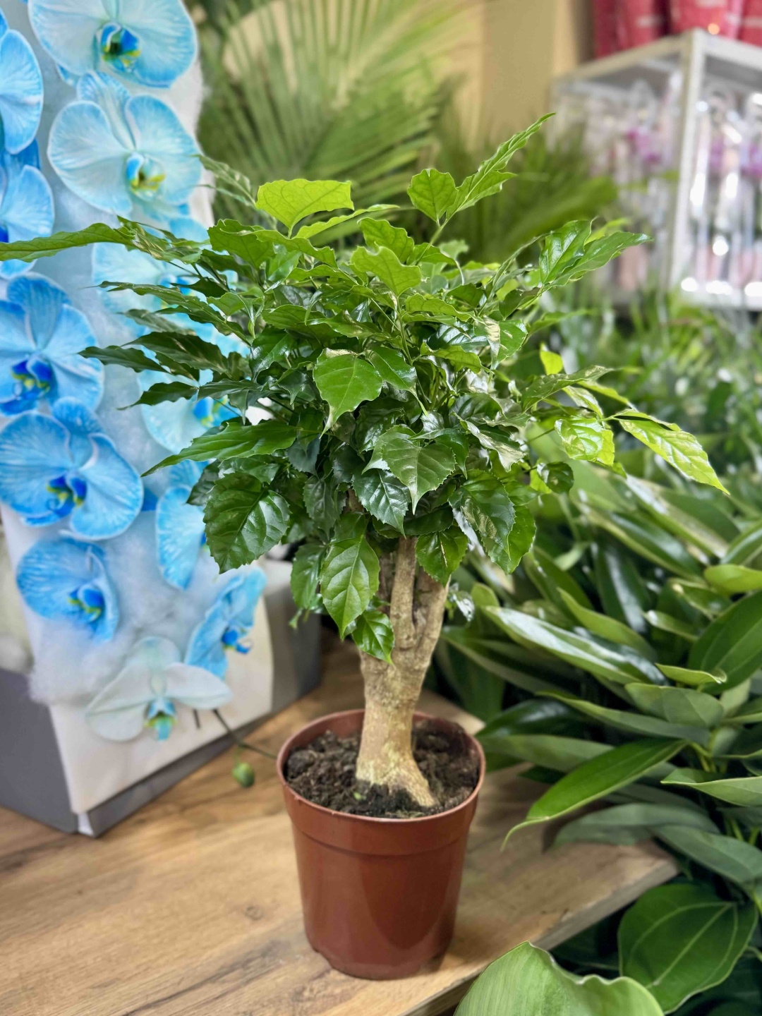 Растение настольное: радермахера Story Flowers 085836649 многолетнее 50 см