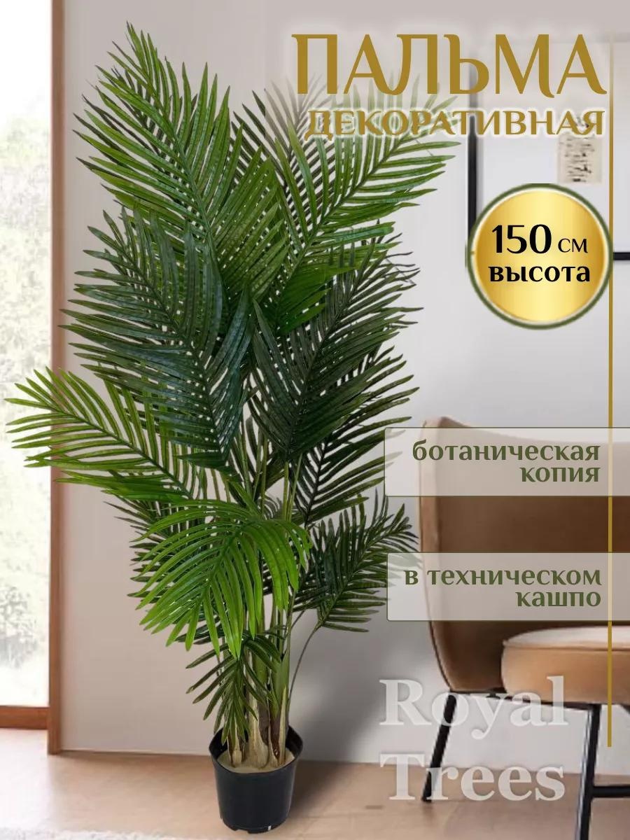 Азалия 150 см, Royal Trees