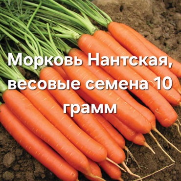 Морковь Нантская, весовые семена 10 грамм