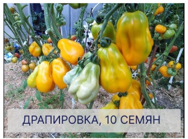 Коллекционные семена томат Драпированный