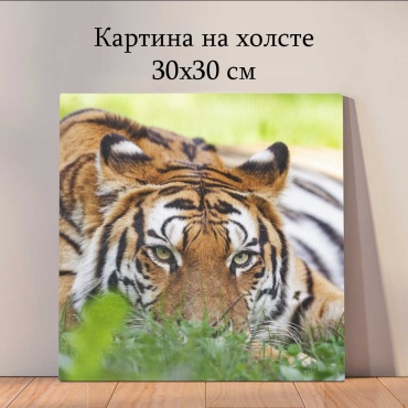 Quantum картина Животные 30x30 см