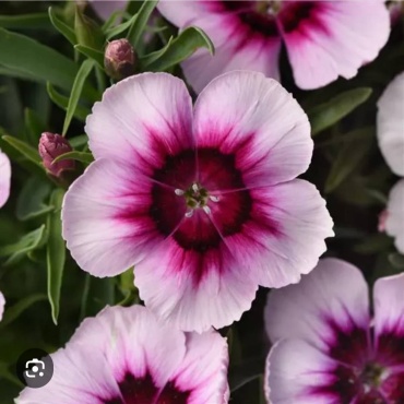 PanAmerican Seed гвоздика Диана Коронет Вайт Парпл ай (Coronet White Purple Eye)