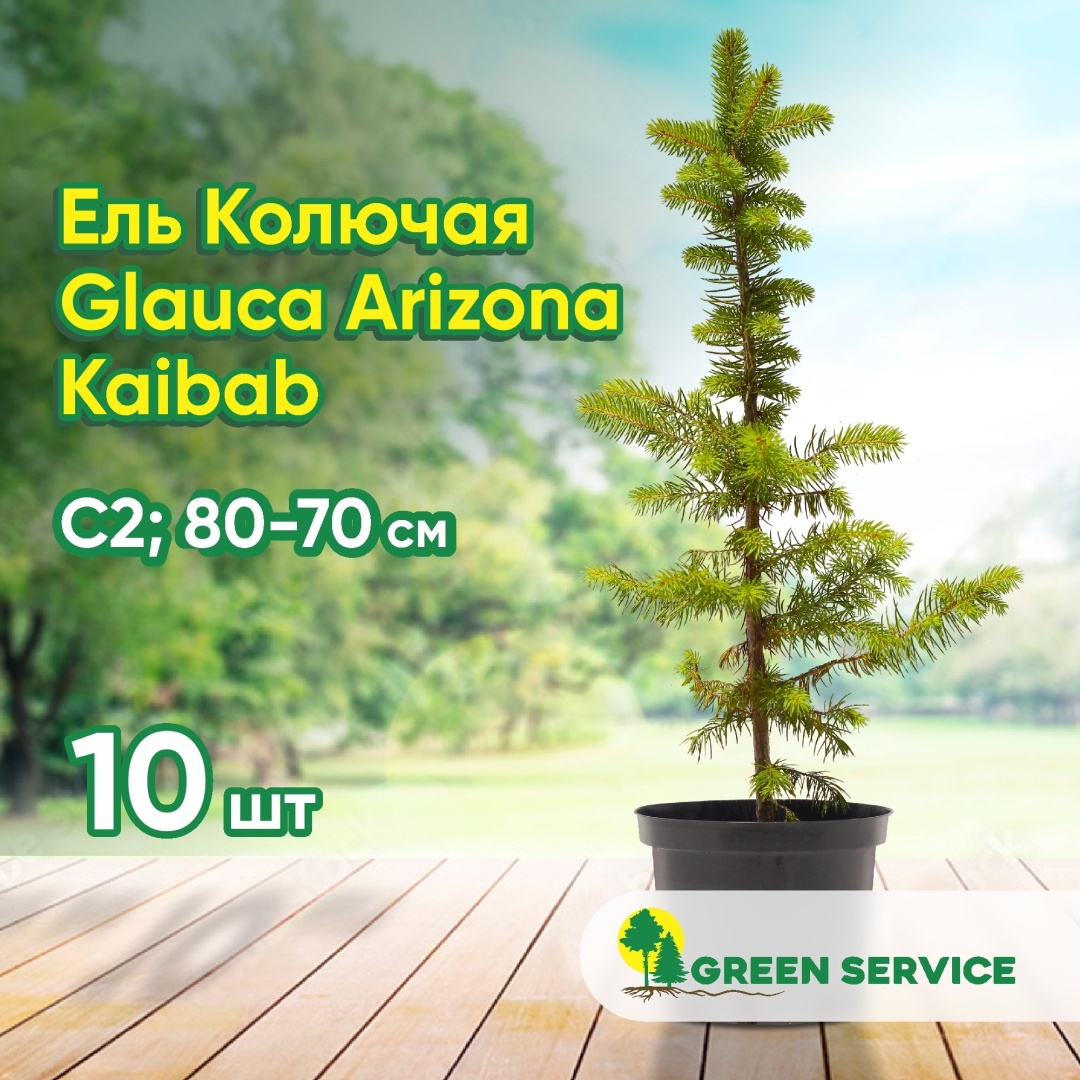 Саженец Green Service ель Glauca Arizona Kaibab, голубой 10 шт