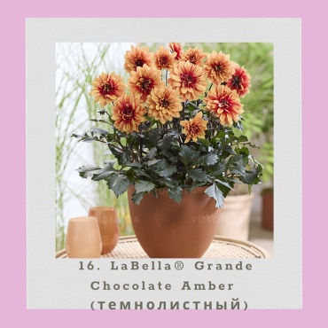 Георгина Темнолистая LaBella Grande Shocolate Amber (Черенок для посадки)