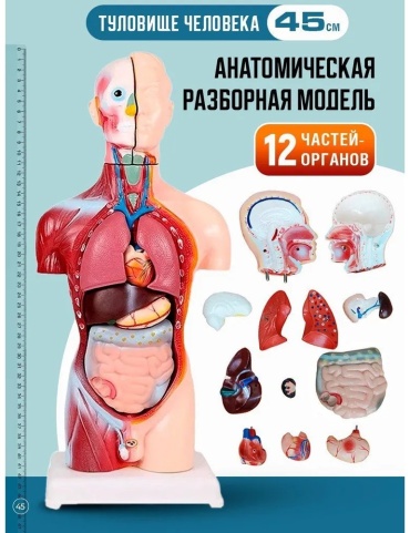 Модель торса пластик