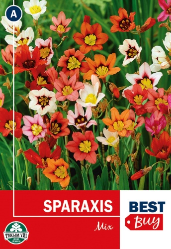ТҰҚЫМ ҮЙІ смесь цветов Спараксис (Sparaxis superba mix)