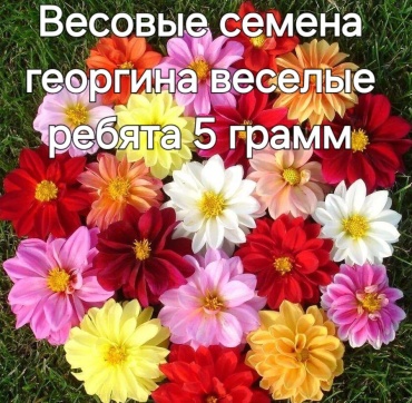 Георгина Весёлые ребята