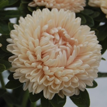 Фото 2