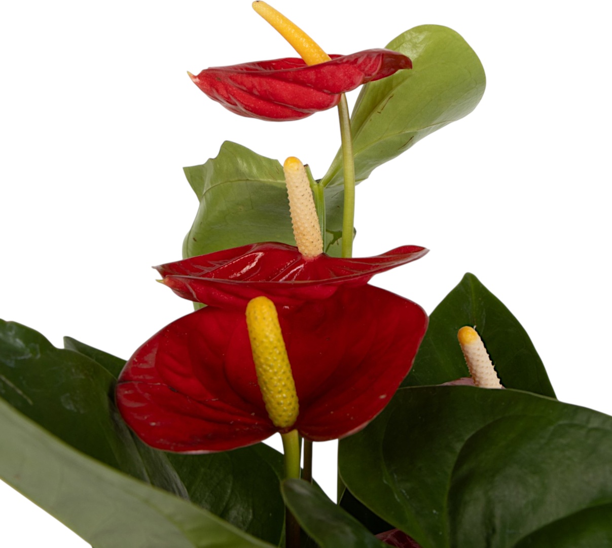 Фото 3
