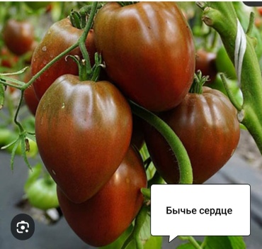 Гавриш томат Бычье сердце