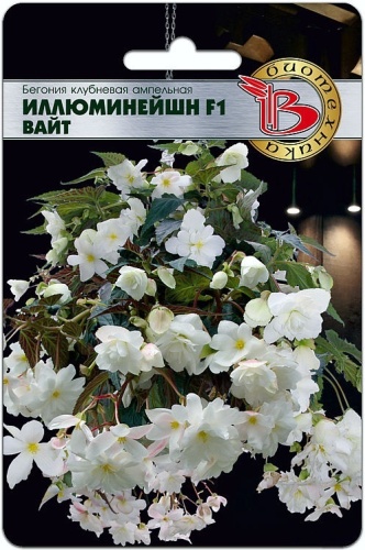 Биотехника бегония ампельная Иллюминейшн F1 Вайт