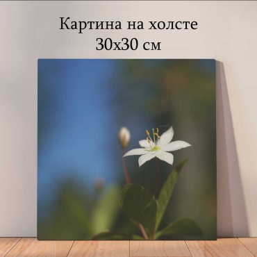 Quantum картина Растения и цветы 30x30 см