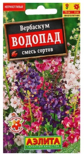 Аэлита вербаскум "Водопад"