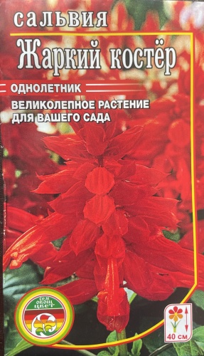 Мир семян сальвия Жаркий костер