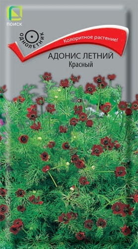 Поиск адонис летний Красный