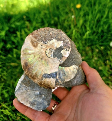 Аммонит Stoneblazar 9369 мультиколор 1 шт.