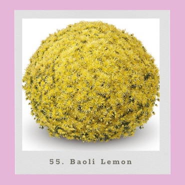 Хризантема Мультифлора Baoli Lemon (Черенок для посадки)