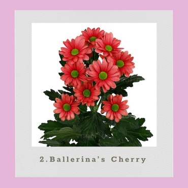Хризантема Ballerina’s Cherry (Черенок для посадки)