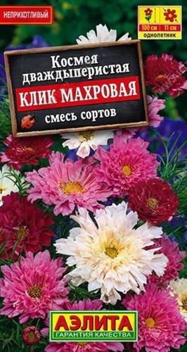 Аэлита космея Клик