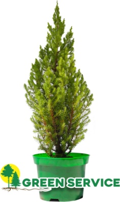 Саженец Green Service можжевельник Stricta, сизый