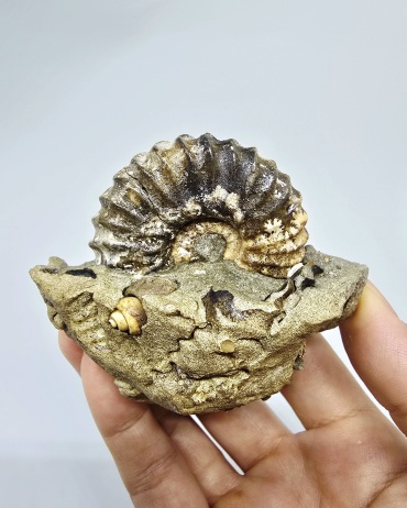 Аммонит Stoneblazar 9752 коричневый, серый 1 шт.