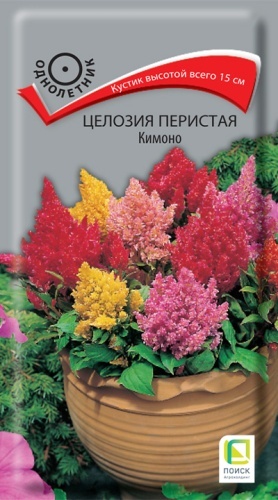 Поиск целозия перистая Кимоно