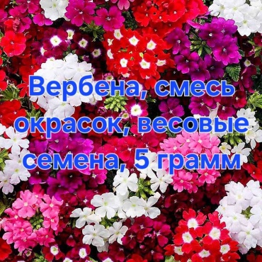 Вербена Смесь окрасок, весовые семена 5 гр